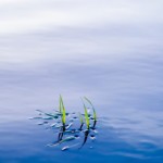 Water Garden Gallery